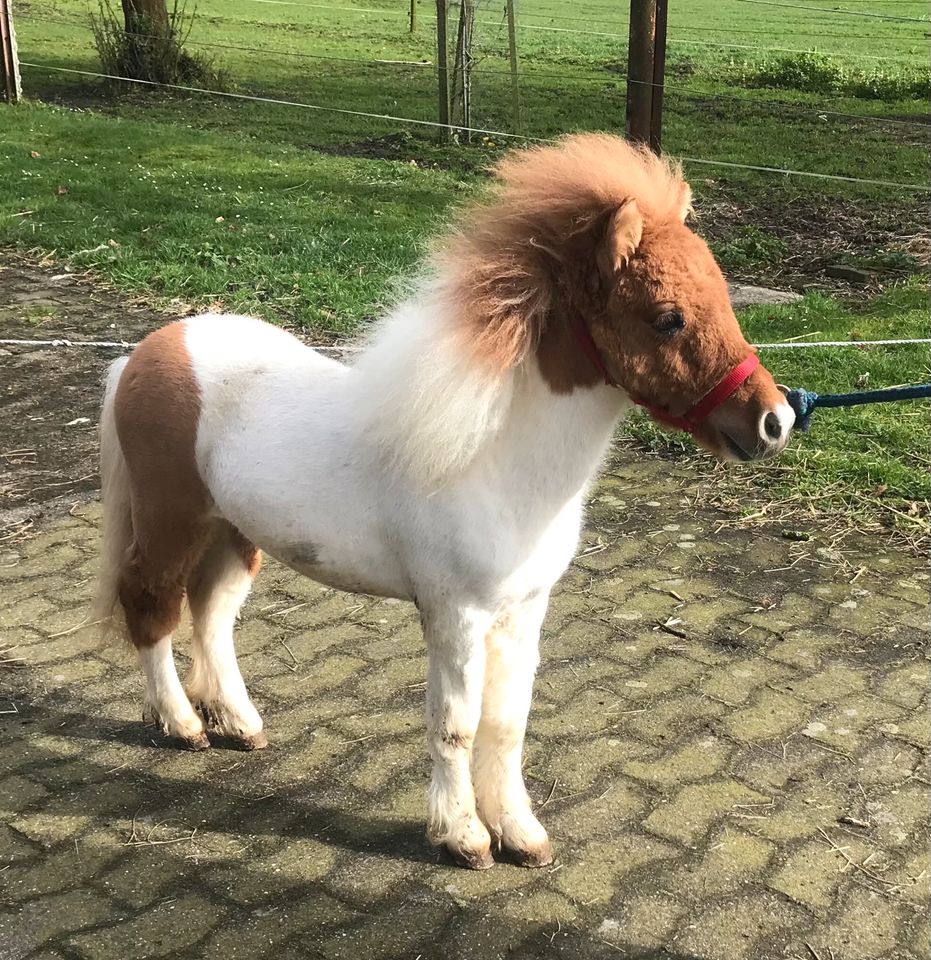 Mini Pony Shetlandpony Gespann in Telgte