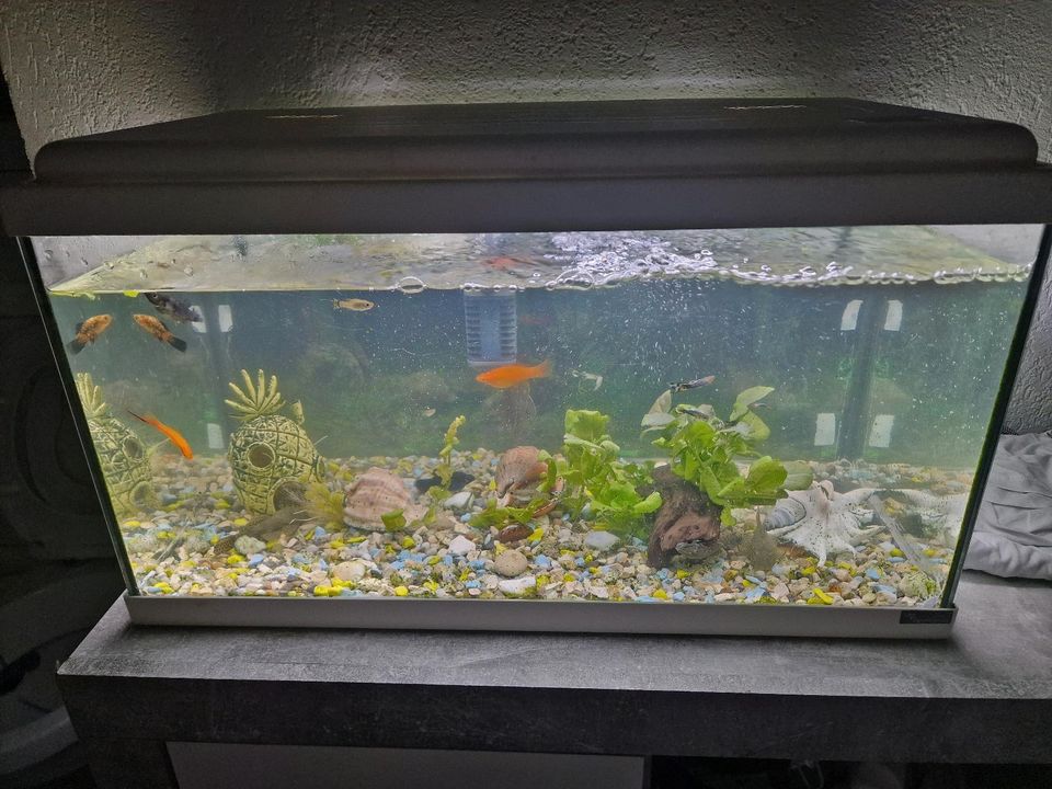 Aquarium mit Fischen in Zwiefalten
