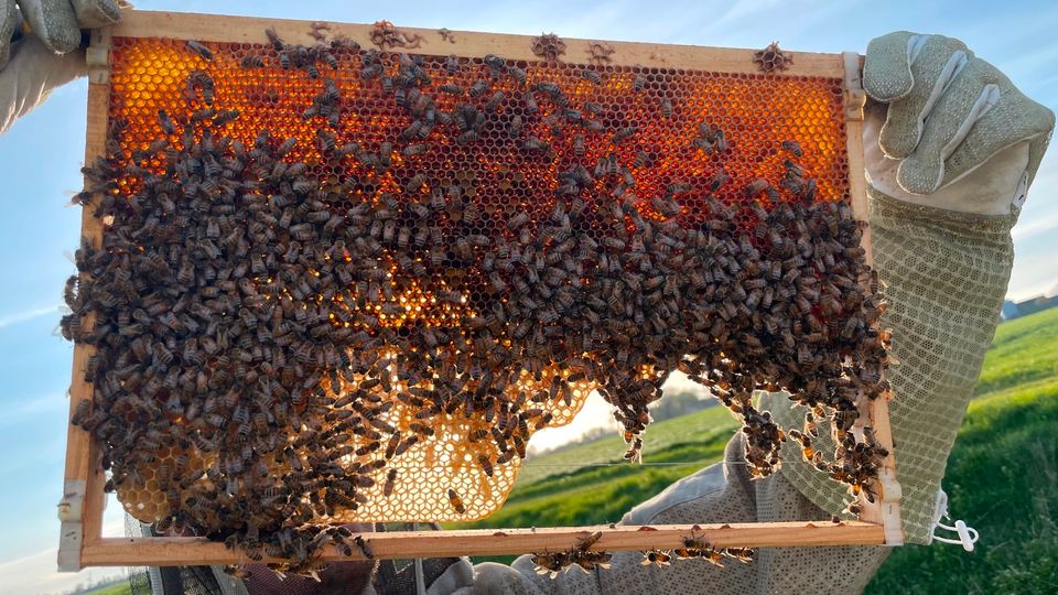 Imker fängt kostenlos Bienenschwärme in Hamburg