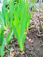 1 Iris Pflanze frisch aus dem Garten Nordrhein-Westfalen - Siegen Vorschau