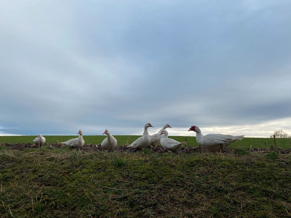 Warzenenten Flugenten Enten weiblich Jungtiere von 2023 in Schwieberdingen