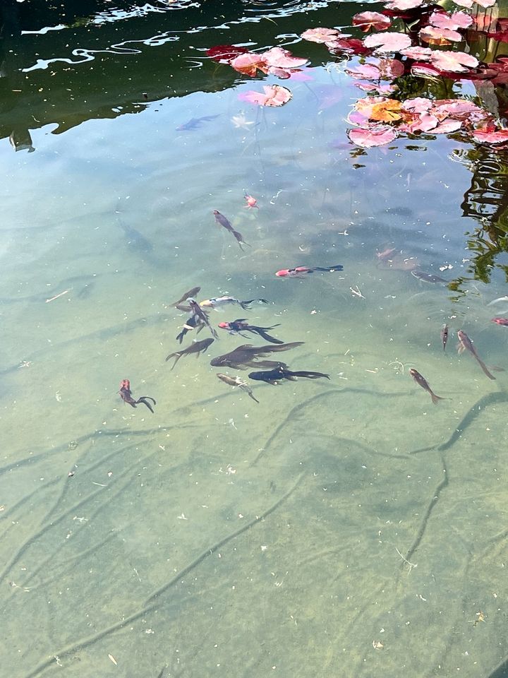 Fische für den Teich in Hohenmölsen