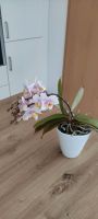 Orchidee, weiß - rosa - gelb Saarland - St. Ingbert Vorschau