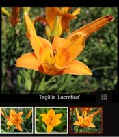 Garten Pflanze: Schöne Blume "Taglilie" orange Bayern - Mertingen Vorschau