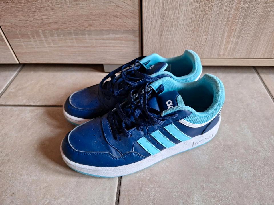Adidas Sneaker Schuhe Blau 40 kaum getragen Low Cut Hoops 3.0 in Emsbüren