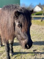 Reitbeteiligung Pflegebeteiligung Shetty Pony Nordfriesland - Drage Vorschau