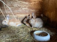 Stallhasen, Hasen, Kaninchen, ungeimpft zur Mast oder Zucht Thüringen - Gera Vorschau