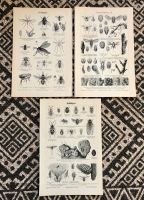 Vintage Poster Druck Insekten Käfer Set Zoologie Biologie Berlin - Charlottenburg Vorschau