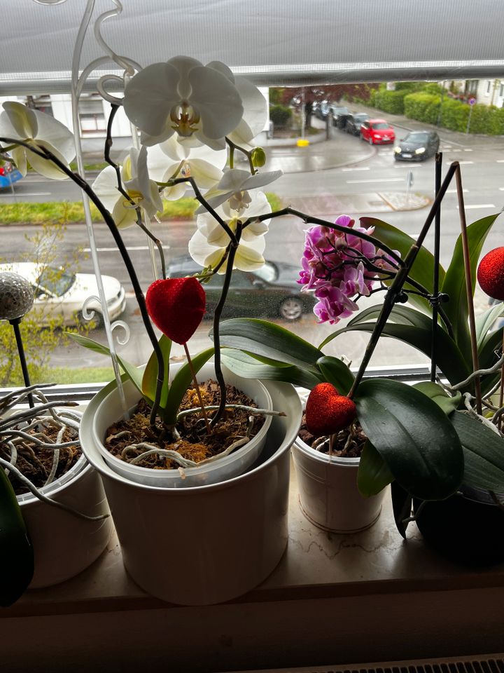 Verschiedene Orchideen mit Übertopf in München
