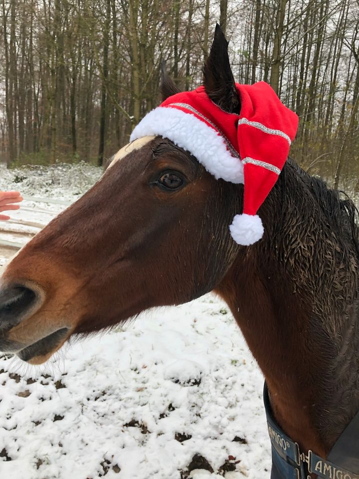 Weihnachtsmütze fürs Pferd in Bielefeld