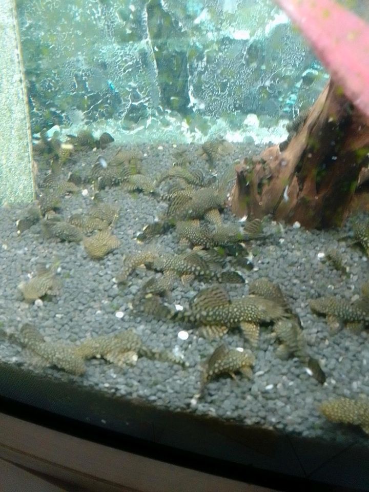 Aquarium Fische in Kamen