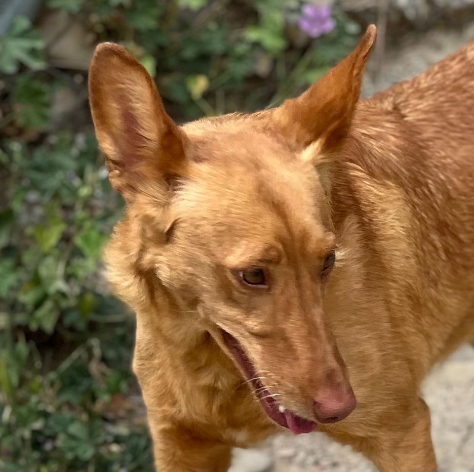 Izka Podenco Hündin in Grebenstein