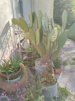 Große Opuntia Bayern - Großkarolinenfeld Vorschau