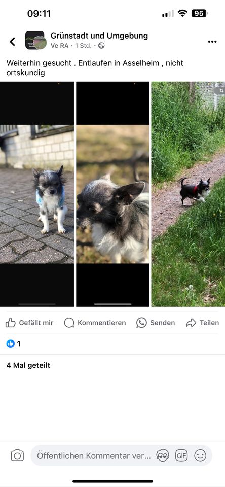 Kl schwarz weißen Chihuahua in Grünstadt