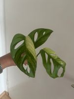 Monstera adansonii variegata Ableger Hessen - Hofheim am Taunus Vorschau