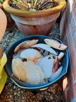 MUSCHELN SCHNECKEN STRANDGUT ZUM BASTELN Niedersachsen - Reppenstedt Vorschau