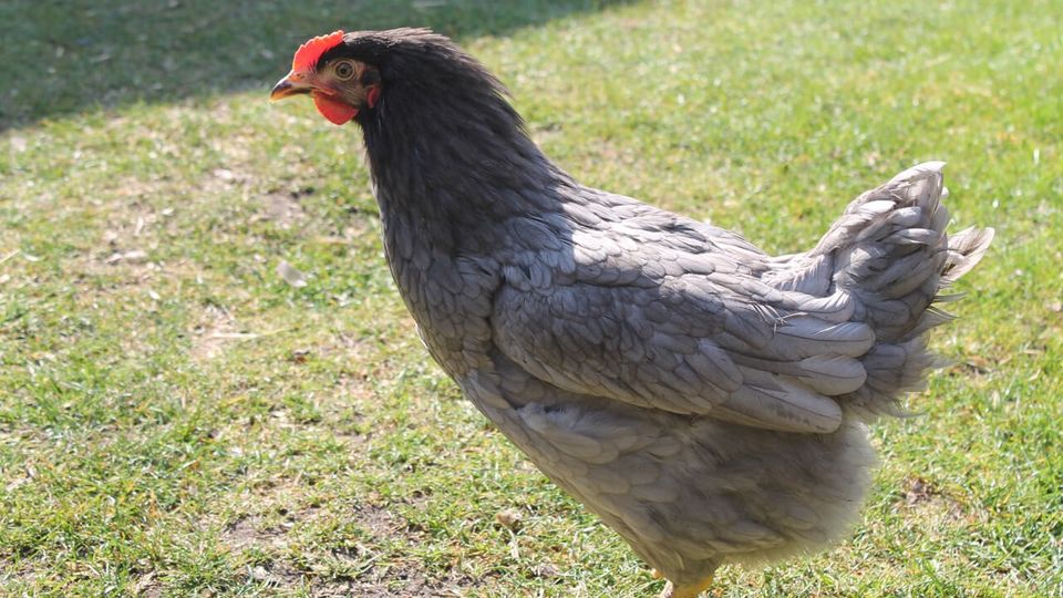 Grünleger silverreds olivleger Blauleger Hennen Küken in Eigeltingen