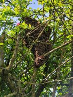 Bienenschwarm Nordrhein-Westfalen - Goch Vorschau