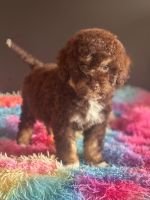 Lagotto Doodle Welpen ähnlich Goldendoodle -Pudel Fehmarn - Westfehmarn Vorschau