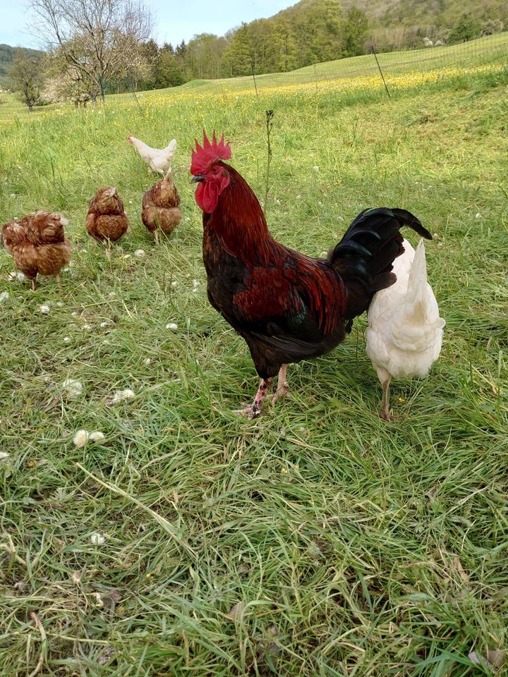 Maran Hahn/Hähne Geflügel in Donzdorf