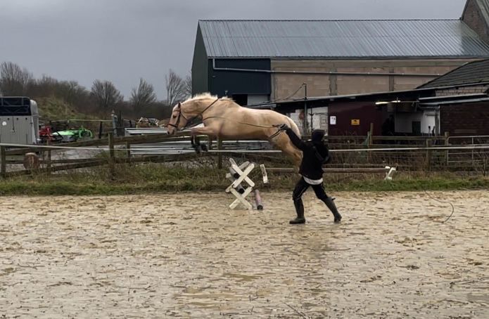 Wallach 4 Jahre Palomino in Viersen