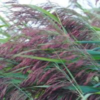 Schilf, Phragmites australis; 15 Pflanzen Baden-Württemberg - Waiblingen Vorschau