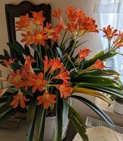 Clivia orange Blüten Sachsen - Königsbrück Vorschau