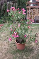 Topfpflanze Pflanze 2 große Oleander ca. 1,5 Meter Übertopf weiß Baden-Württemberg - Berglen Vorschau