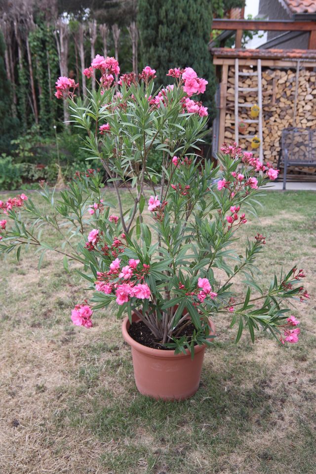 Topfpflanze Pflanze 2 große Oleander ca. 1,5 Meter Übertopf weiß in Berglen