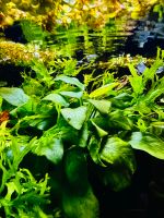 Anubias barteri var. nana 'Golden Heart' Gold-Anubias Nordrhein-Westfalen - Bergisch Gladbach Vorschau