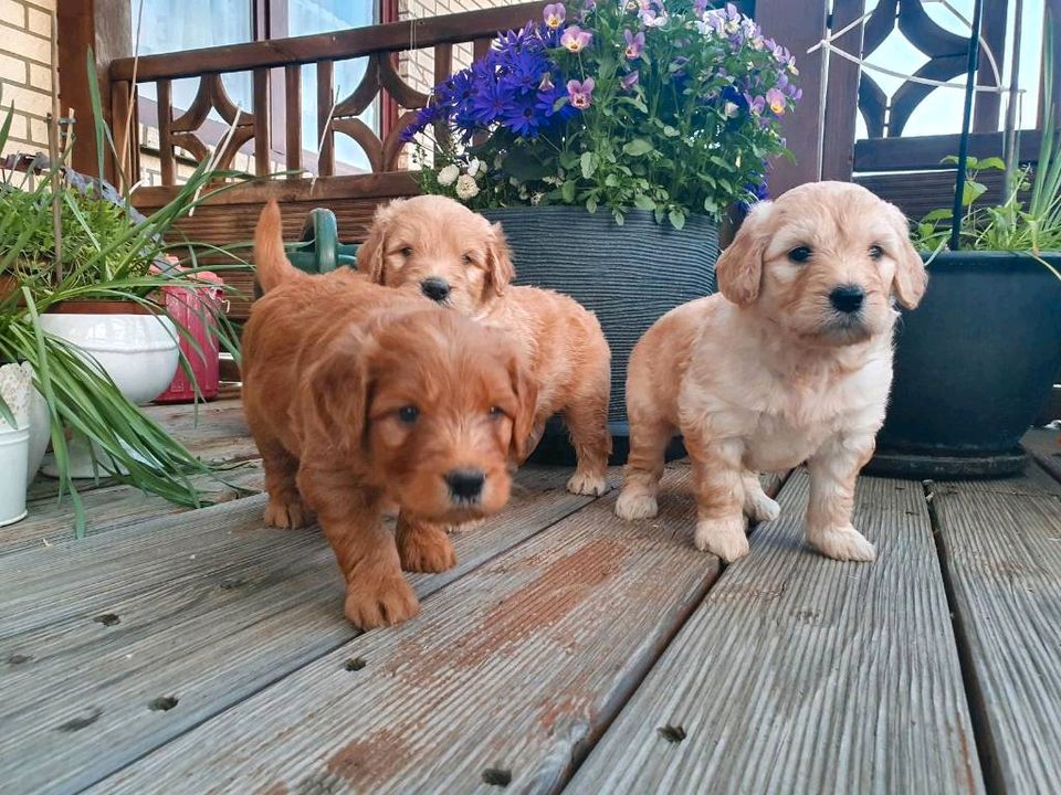 Goldendoodle Welpen suchen ein liebevolles Zuhause in Ventschow