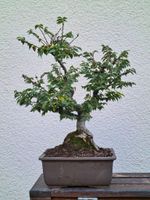 Bonsai Chinesische Ulme - 40 Jahre alt Baden-Württemberg - Ludwigsburg Vorschau