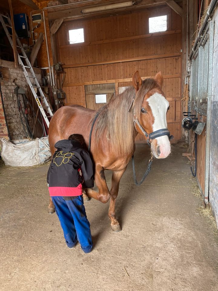 Ausnahme Hengst 2 Jahre Quarter Pony Sonderfarbe Kinderpony in Ronshausen