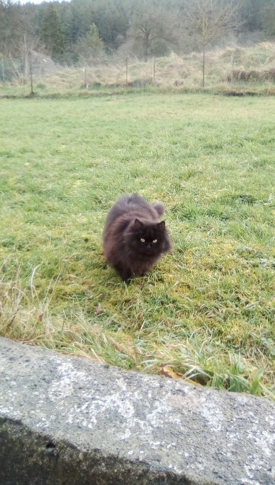 Langhaar-Katze weiblich in Nußbach