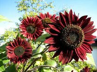 15 Korn Samen Rote Sonnenblume,mehrere Blüten,mittelhohe Sorte Saarland - Großrosseln Vorschau