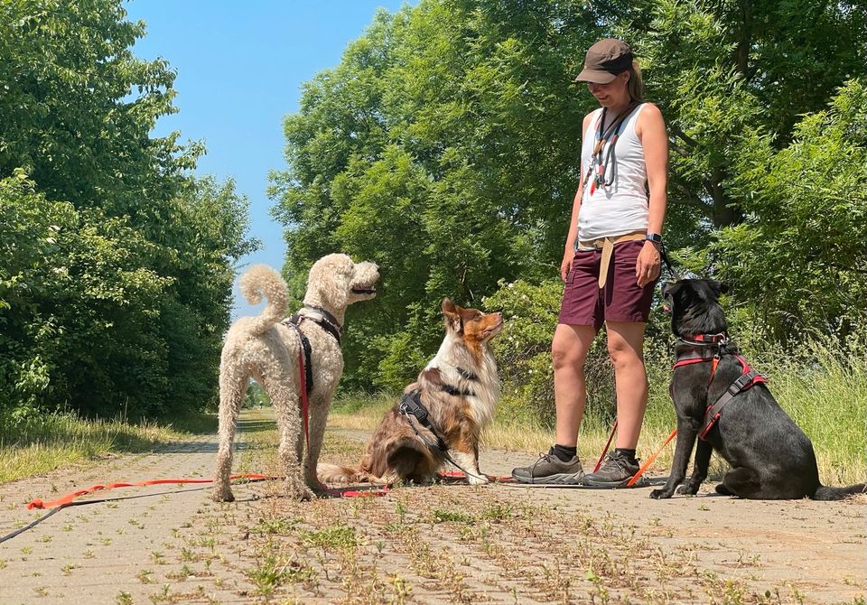 Dogwalker • Gassi-Service • mobile Hundebetreuung • Hundesitter in Erfurt