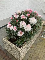 Rhododendron Yakushimanum ‚Edelweiß‘ Rosa Weiß Nordrhein-Westfalen - Hiddenhausen Vorschau