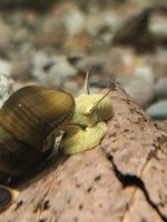 Gelbe Pososchnecke Hessen - Bad Endbach Vorschau