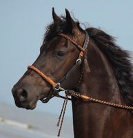 Barefoot Kopfstück~Gebisslos~Sidepull~Bitless Bridle~Hackamore+ Niedersachsen - Harpstedt Vorschau