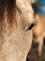 Pflegebeteiligung/Reitbeteiligung Niedersachsen - Seevetal Vorschau