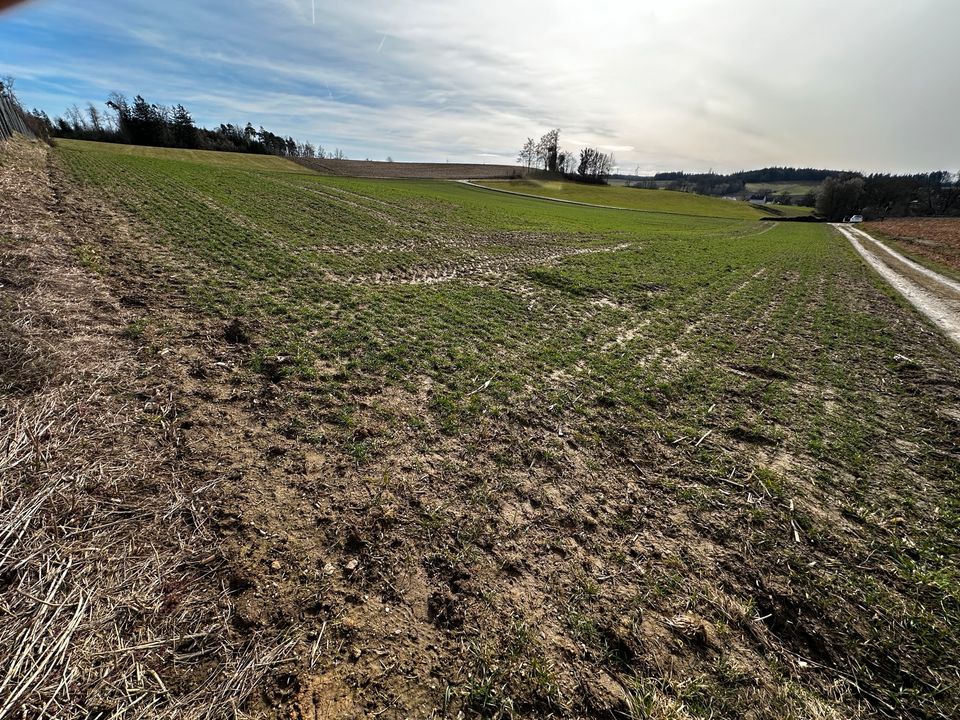 Landwirtschaftliche Fläche in Aichach Oberschneitbach in Aichach