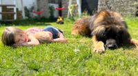 Liebevoller Leonberger Hund sucht neue Familie / Hof Saarbrücken-Mitte - Alt-Saarbrücken Vorschau