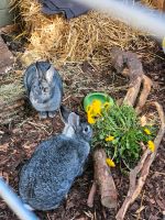 Chinchilla Kaninchen Sachsen-Anhalt - Halberstadt Vorschau