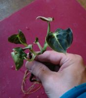 Philodendron melanochrysum Steckling Bayern - Freising Vorschau