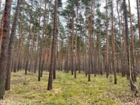 36 Hektar Kiefernwald, Wald, Forst; Lkr. Stendal, Sachsen-Anhalt Sachsen-Anhalt - Wust Vorschau