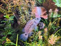 Badis assamensis Blaubarsch Kr. München - Unterföhring Vorschau