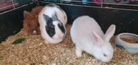 Suche 1 oder 2 Kaninchen für meine fellbande Nordrhein-Westfalen - Dorsten Vorschau