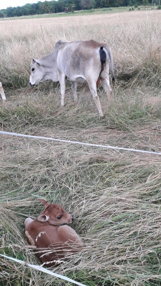 Zwerg Zebu Rinder in Nidda