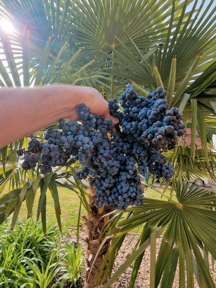 Palmensamen (100×) chinesische Hanfpalme Trachycarpus Fortunei in Herbolzheim