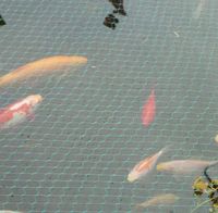 Koi Karpfen Teich  Goldfische Nordrhein-Westfalen - Solingen Vorschau